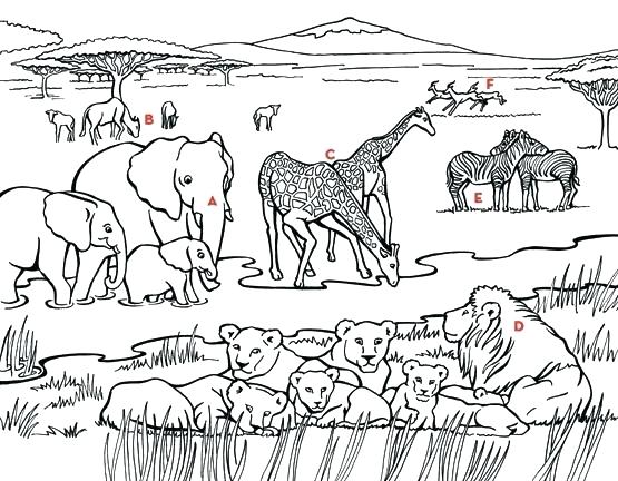 Grassland Coloring Pages Grasslands Ecosystem Coloring Pages 555x432 Grassland Coloring Pages Grasslands Ecosystem Coloring Pages