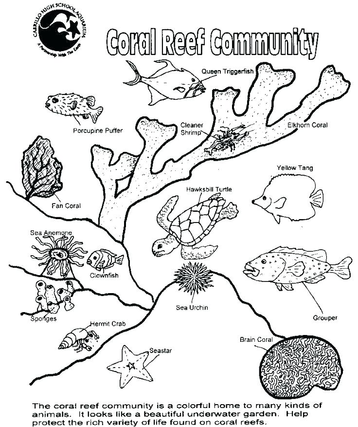 Coloring Tundra Coloring Pages Food Web Chain Picture Ocean 736x877 Coloring Tundra Coloring Pages Food Web Chain Picture Ocean