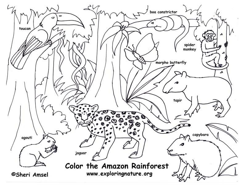 Rainforest Color Pictures Rainforest (Amazon) Coloring Page 792x607 Rainforest Color Pictures Rainforest (Amazon) Coloring Page