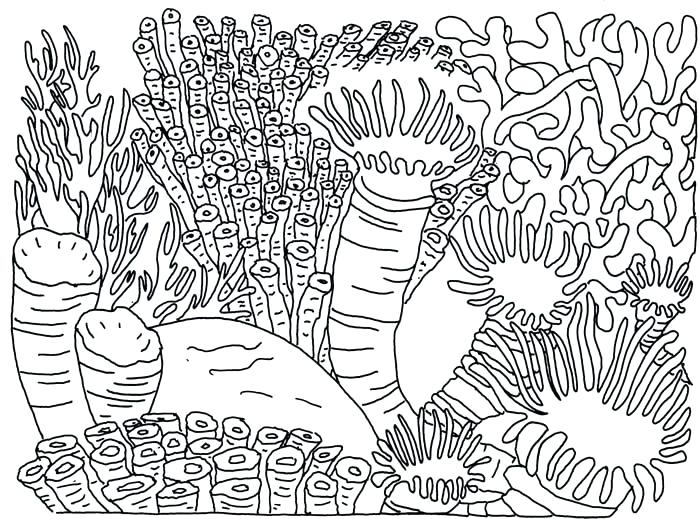 Coral Reef Coloring Page Coral Reef Food Chain Yahoo Search 700x519 Coral Reef Coloring Page Coral Reef Food Chain Yahoo Search