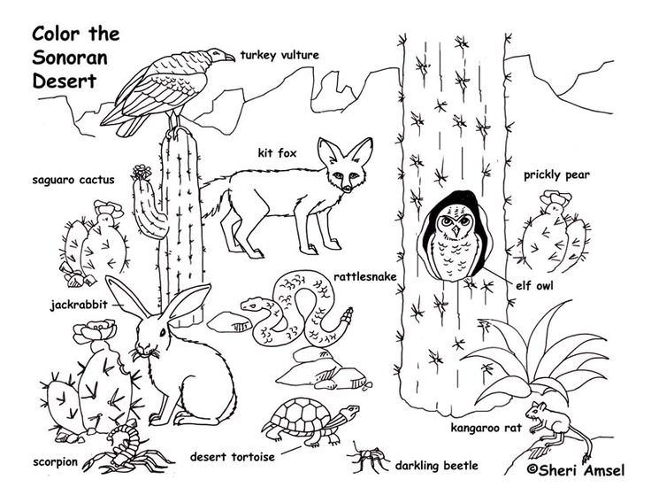 Desert Ecosystem Coloring Page 736x568 Desert Ecosystem Coloring Page