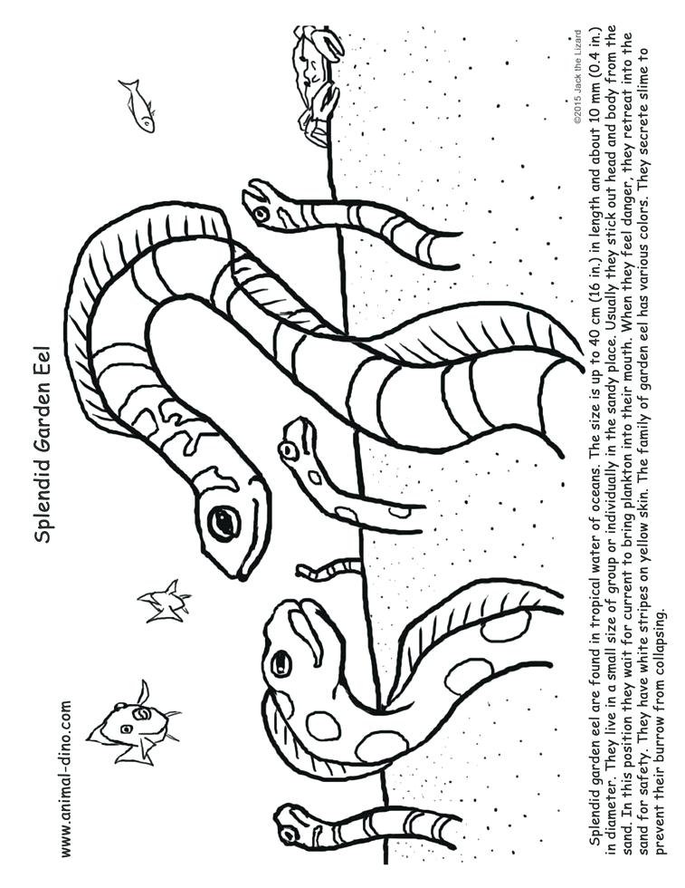 757x980 Eel Coloring Pages Animal Coloring Page Splendid Garden Eel Print