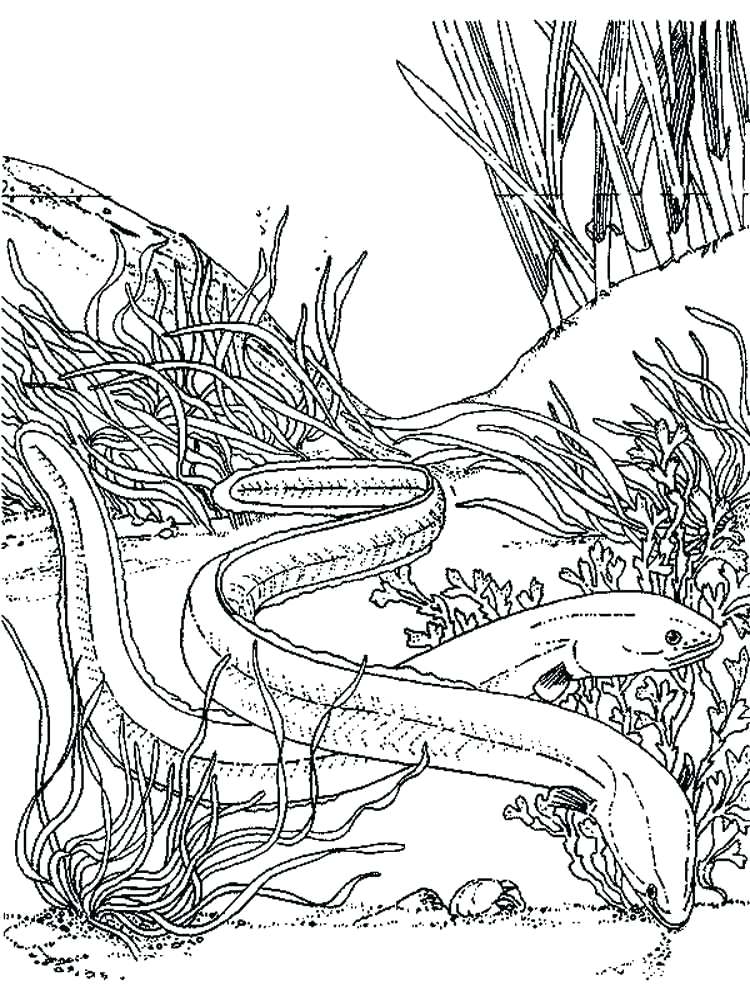 750x1000 Eel Coloring Pages Eels Coloring Pages 6 Printable Moray Eel