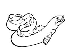 Electric Eel Illustration Tattoos Electric Eel 236x177 Electric Eel Illustration Tattoos Electric Eel