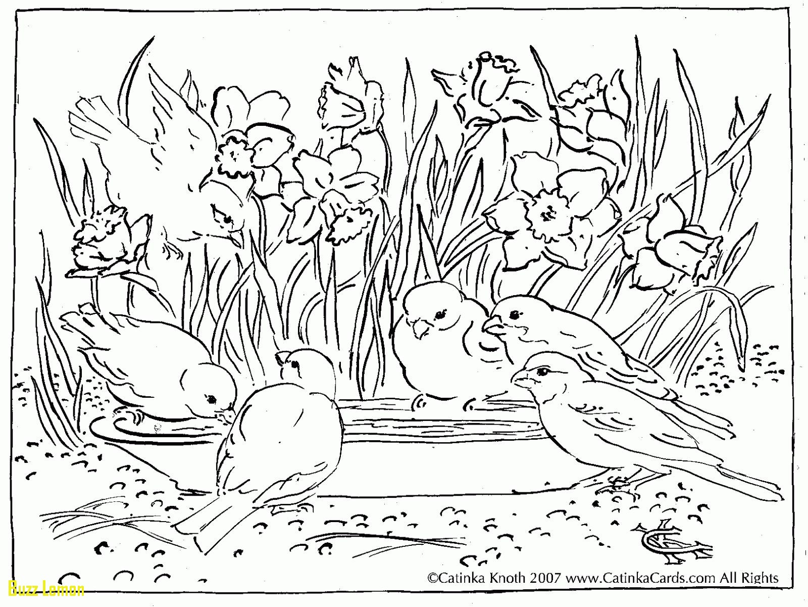 1600x1201 Elegant Coloring Page Nature Buzz Coloring