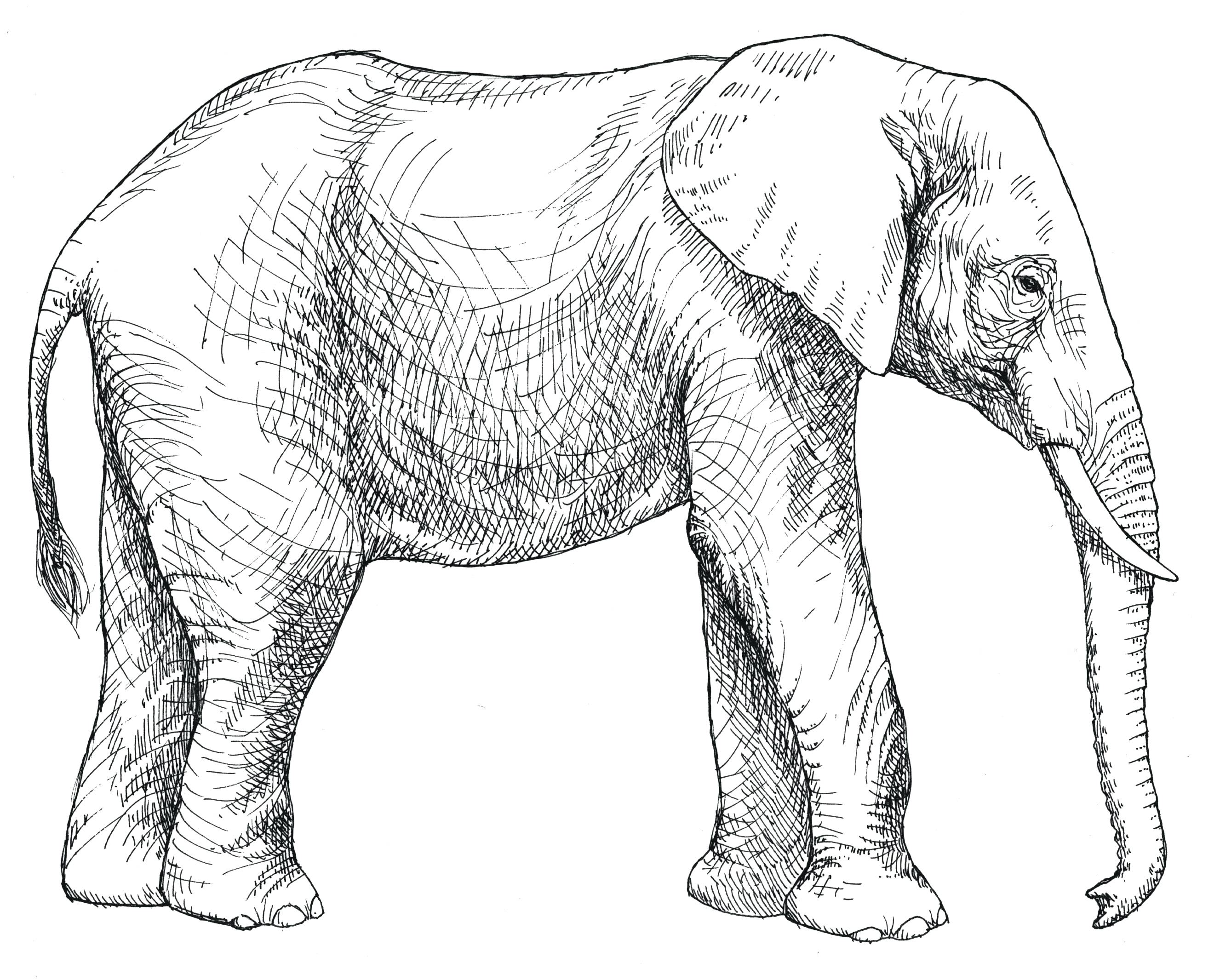 2653x2131 Coloring Page ~ Baby Elephant Coloring Pages Happy Holds Its