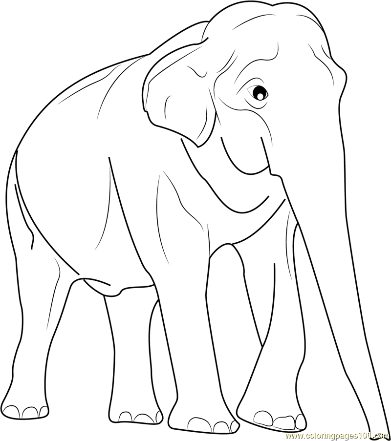 Elephant Coloring Pages 800x903 Elephant Coloring Pages