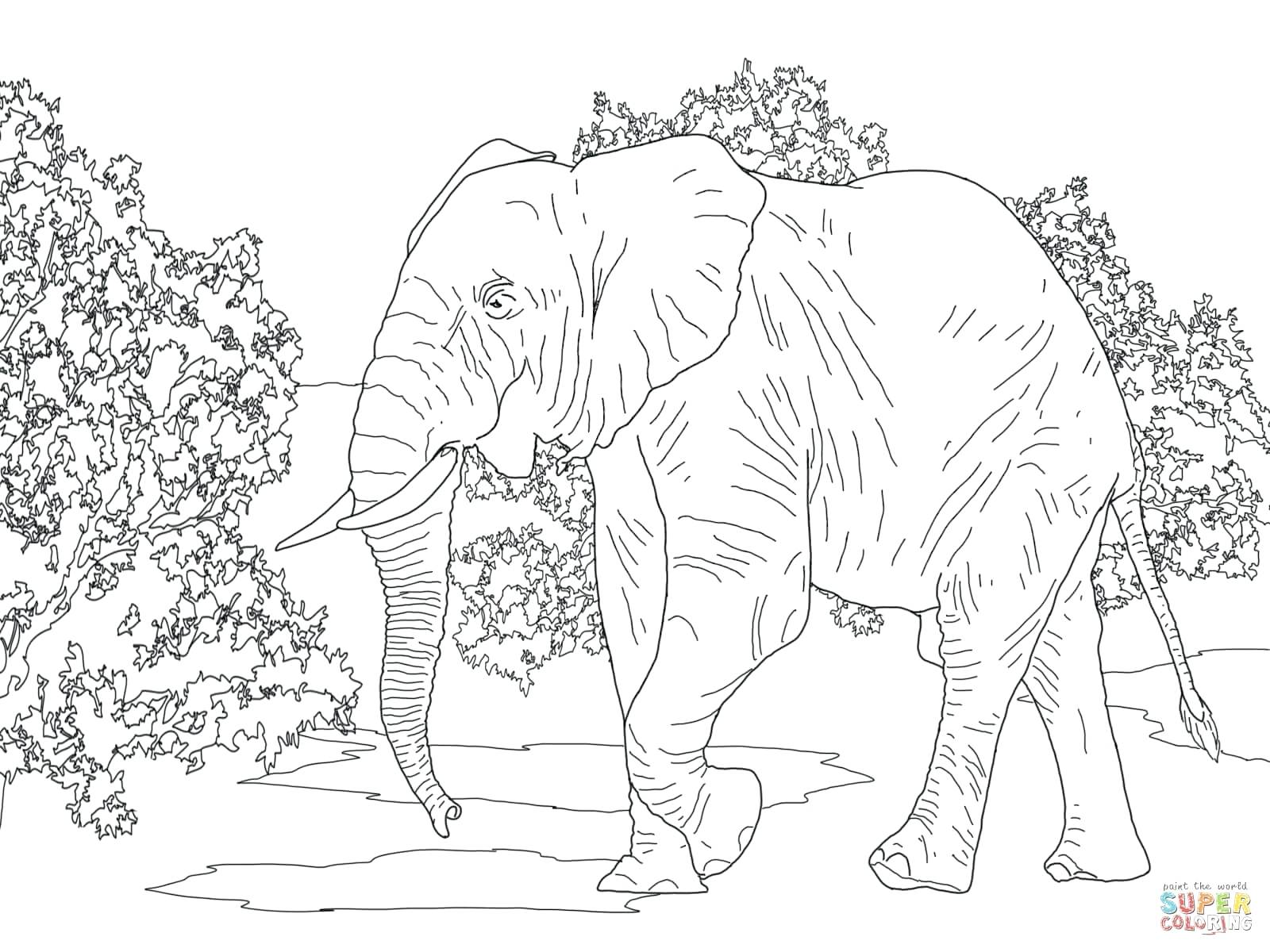 Coloring Pages ~ Elephant Coloring Page Modest Picture To Color 1600x1200 Coloring Pages ~ Elephant Coloring Page Modest Picture To Color