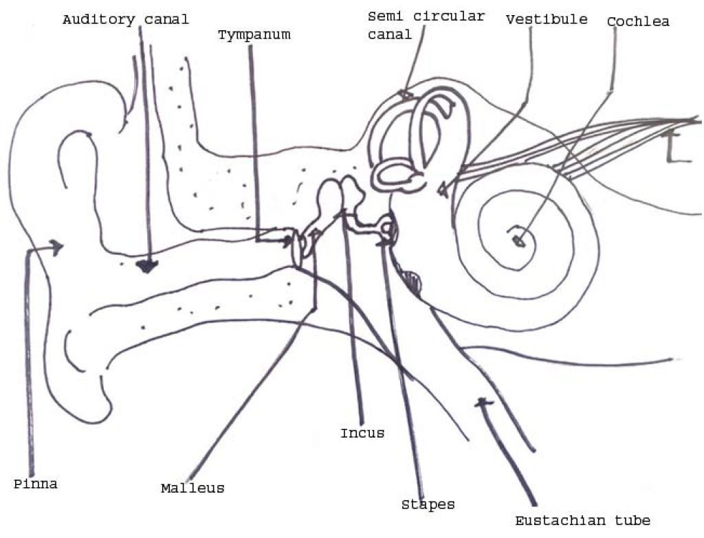 1024x783 Elephant Ear Coloring Page Wecoloringpage Best