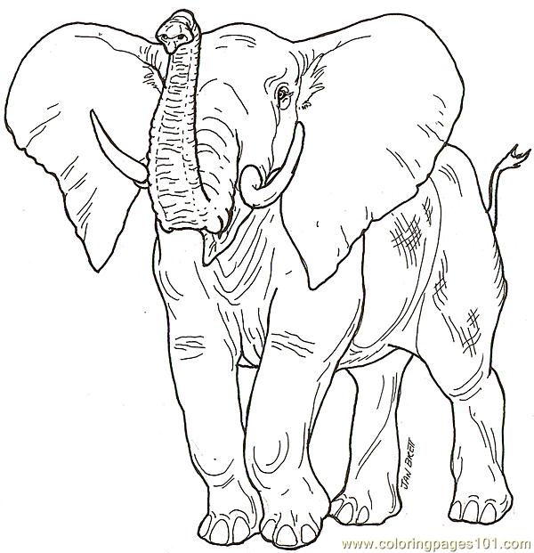 Babaelephant2 Coloring Page 600x621 Babaelephant2 Coloring Page