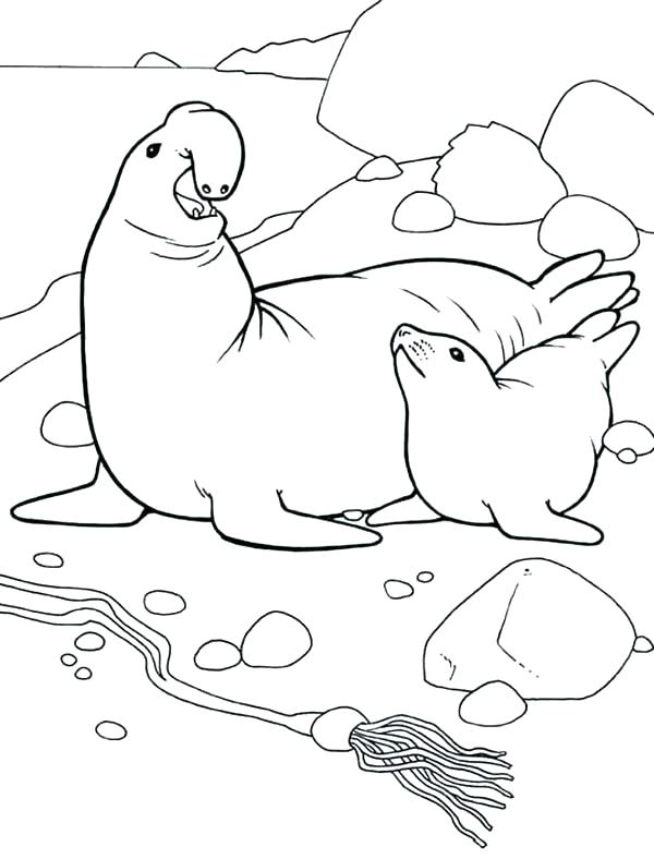 600x788 Seal Coloring Page Elephant Seal Escape From Fisherman Nets Seal