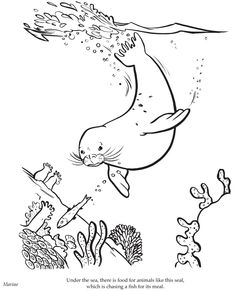 236x291 Harp Seal Clipart Coloring Page