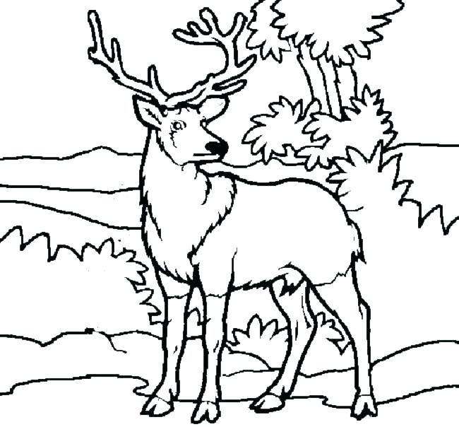 650x604 Elk Coloring Page Elk Coloring Page Perfect Coloring Pages Of Deer