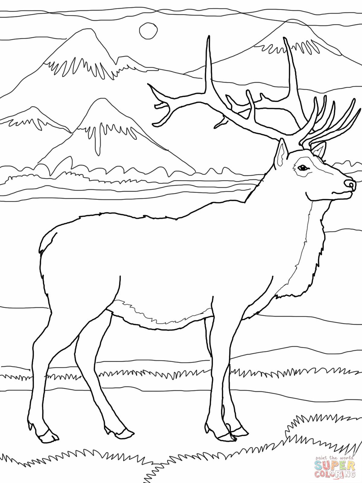 1200x1600 Elk Coloring Pages Elk Or Wapiti Coloring Online Super