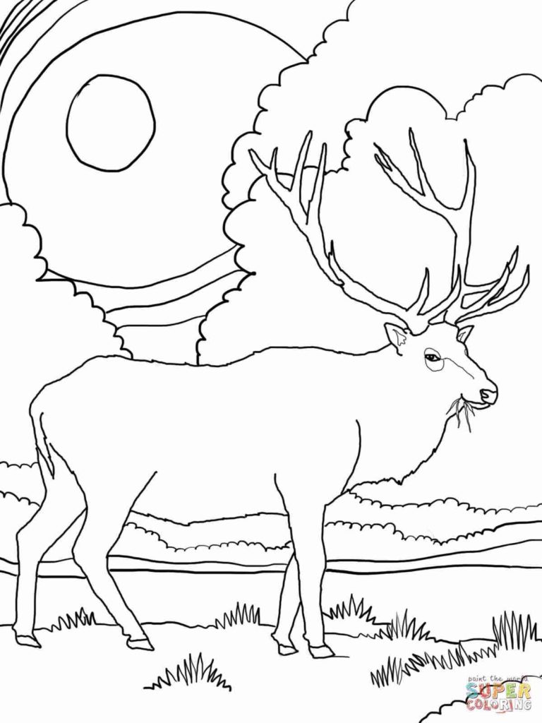 768x1024 Elk Coloring Pages Get Bubbles