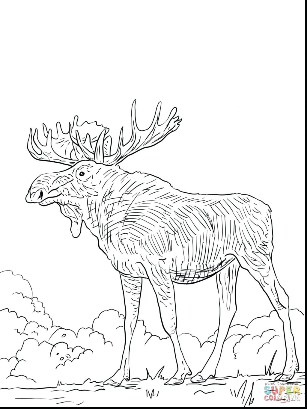 1024x1365 Elk Coloring Pages 11