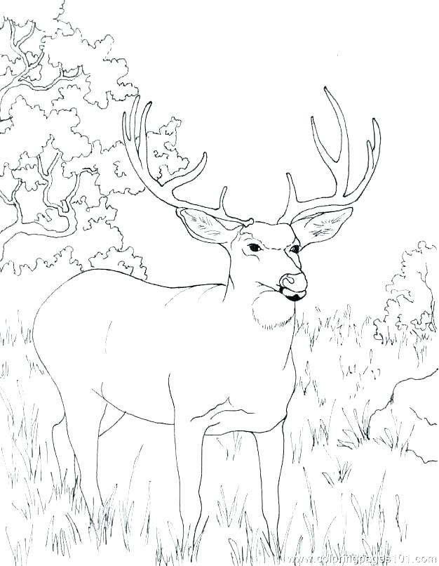 626x806 Elk Coloring Pages Deer Head Deer And Elk Coloring Pages Elk