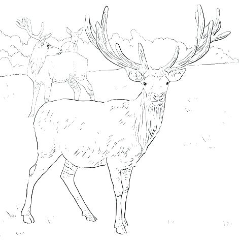 471x480 Elk Coloring Pages Deer Hunting Coloring Pages Elk Coloring Page