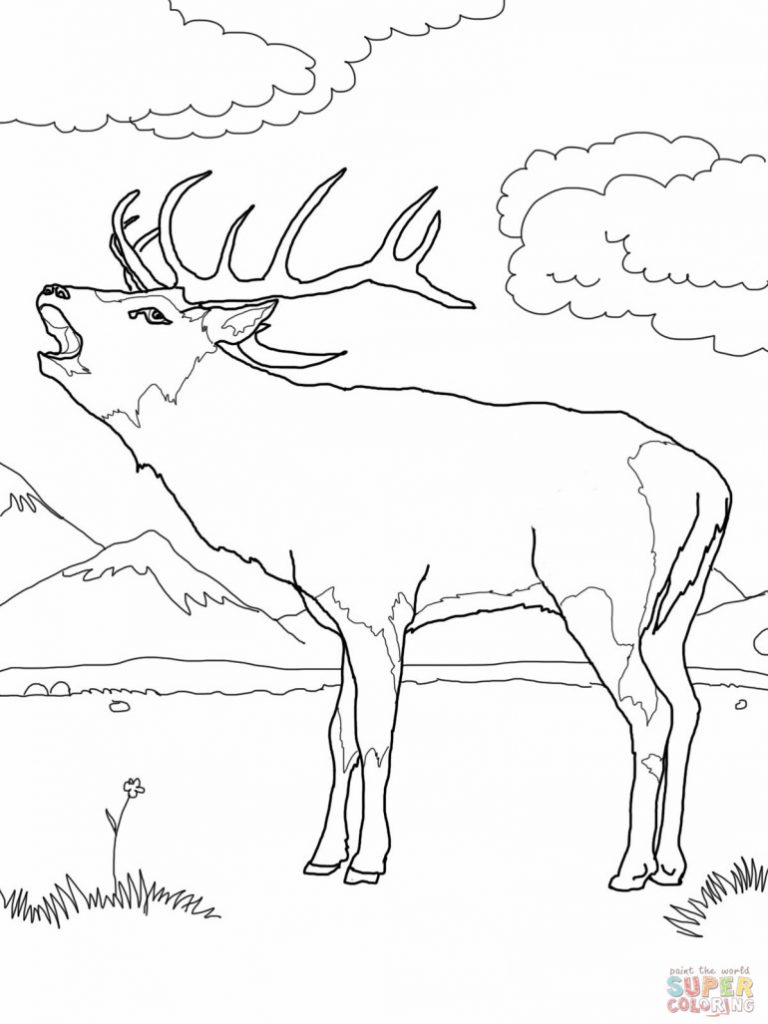 768x1024 Amazing Elk Coloring Pages 9