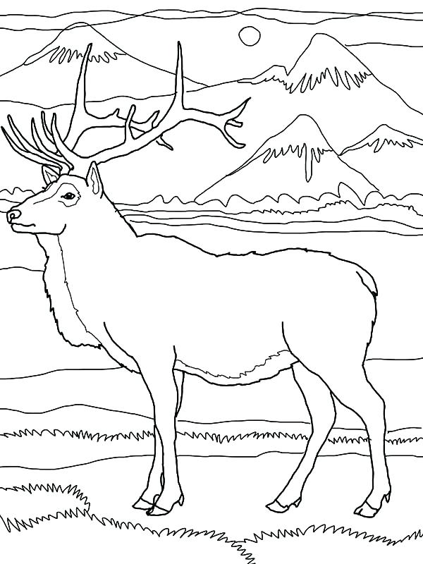 600x800 Elk Coloring Pages Elk By The Mountain Coloring Pages Elk Coloring