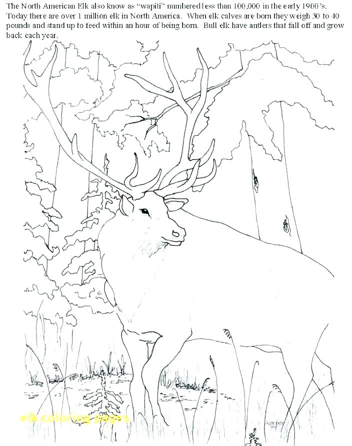 704x893 Elk Coloring Pages Elk Coloring Pages Elk Coloring Page Elk
