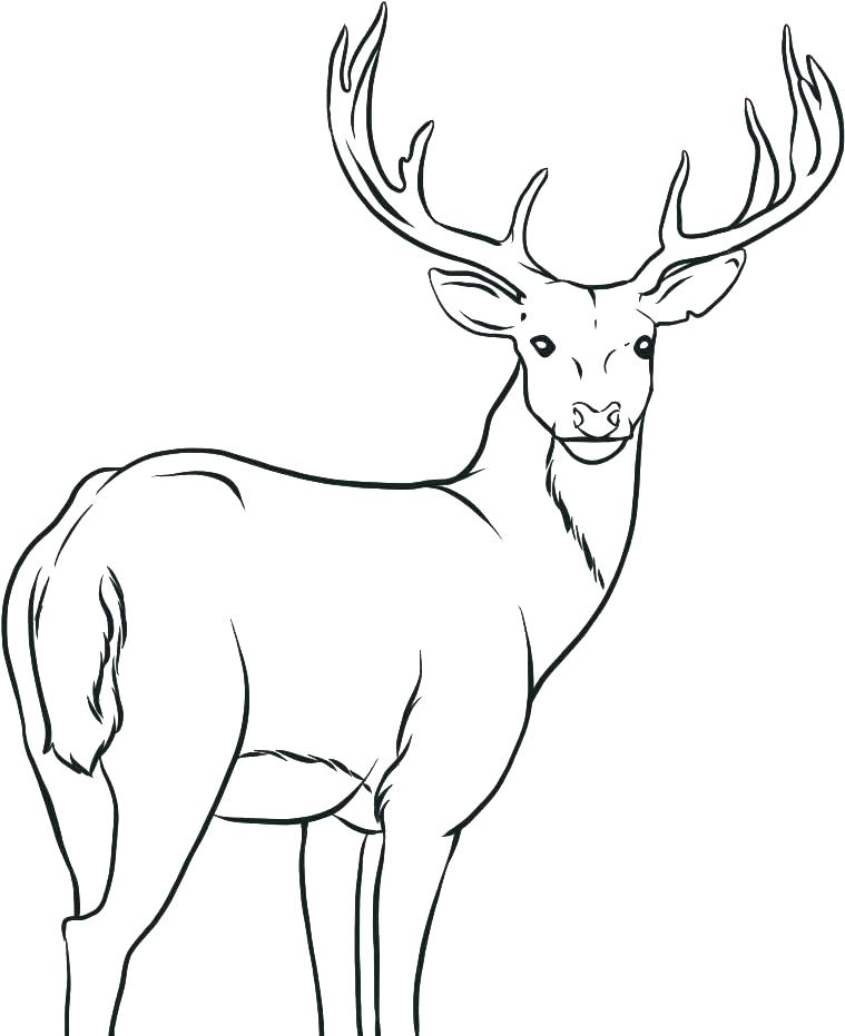 759x931 Elk Coloring Pages Elk Coloring Pages Elk Coloring Page Stunning