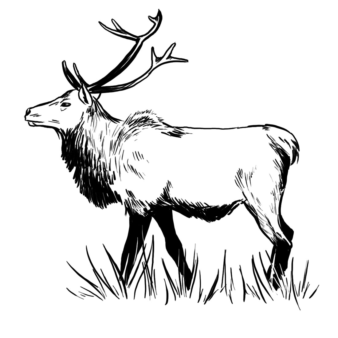 1100x1100 Elk Coloring Pages Index Animals Print In Best