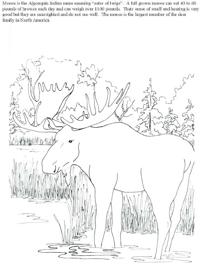 707x926 Elk Coloring Pages Moose Coloring Pages Elk Coloring Page Free