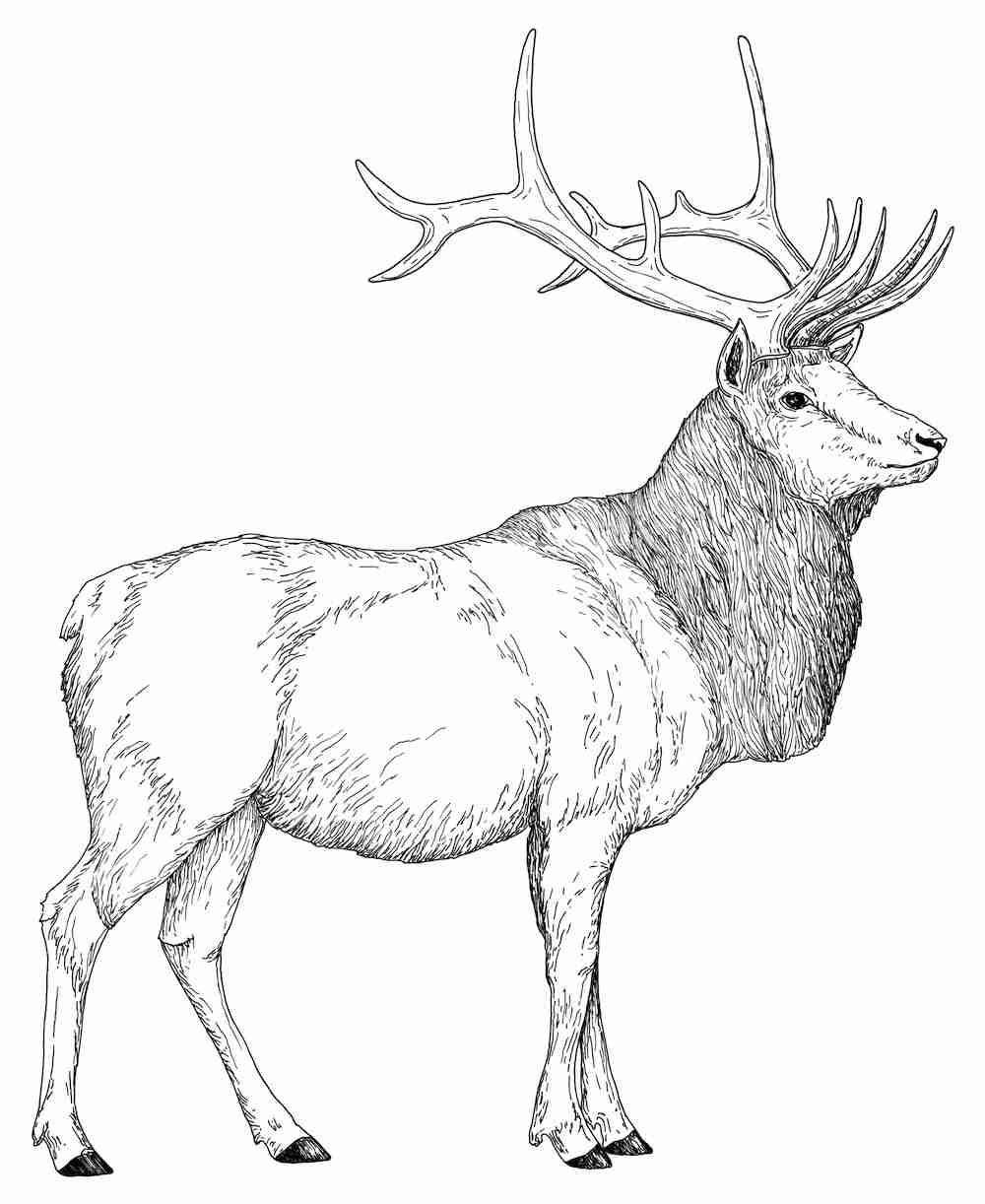 1000x1222 Elk Coloring Pages Preschool For Amusing Page Draw Printable