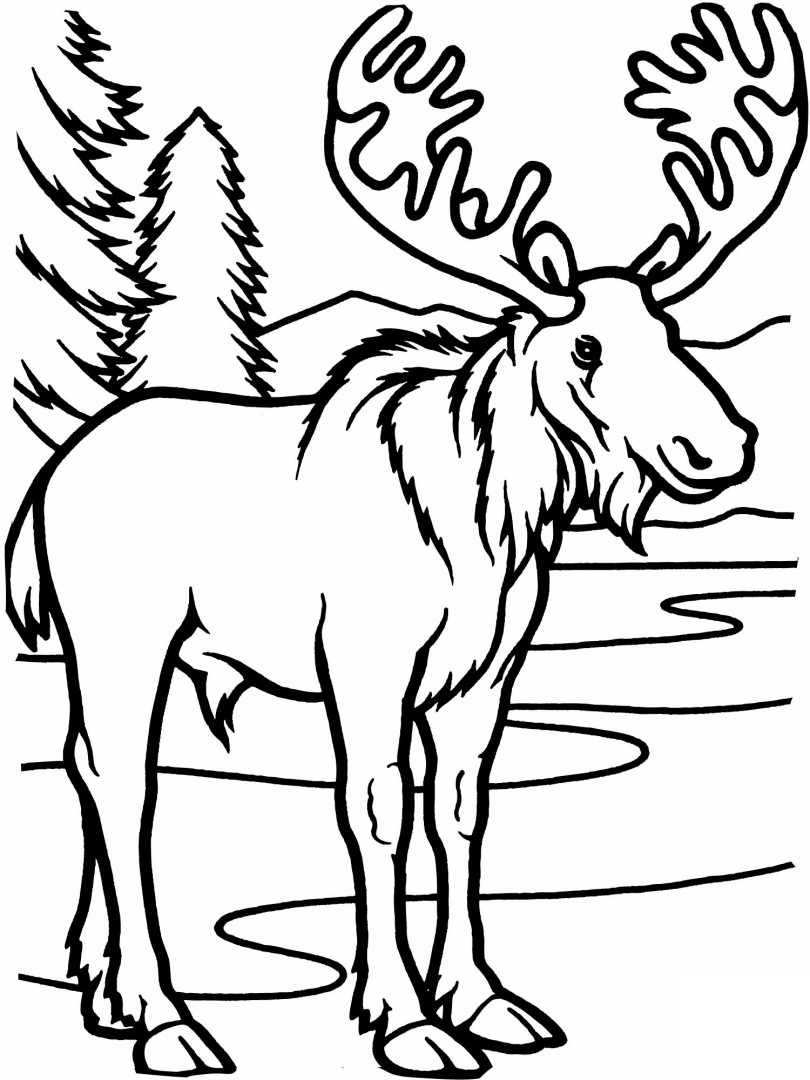 810x1080 Elk Coloring Pages To Print Coloring For Kids 2018