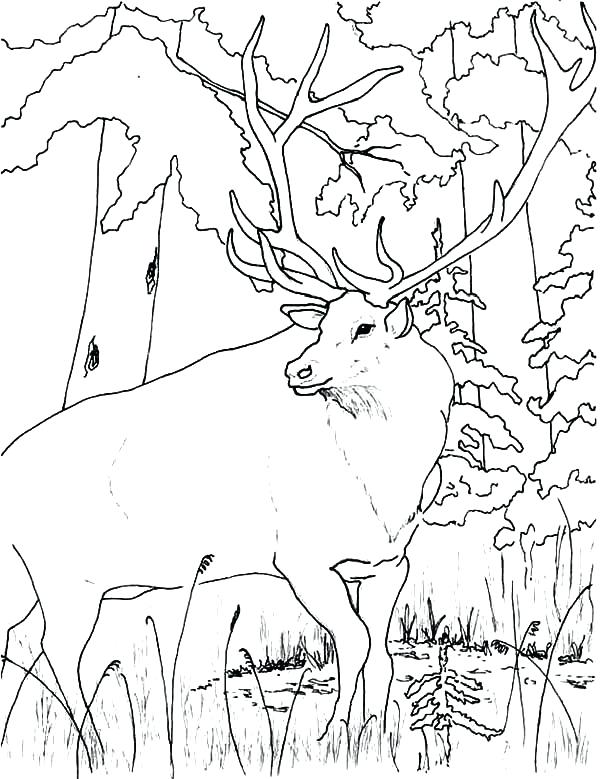 600x779 Elk Pictures To Color Wildlife Elk Coloring Pages Elk Coloring