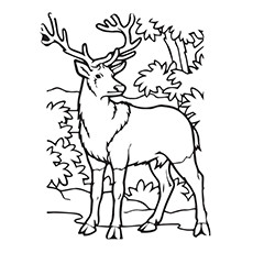 230x230 Introducing Elk Coloring Page Pictures Of And Deer To Pages