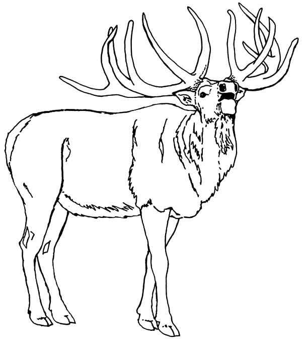 600x684 North American Elk Coloring Pages