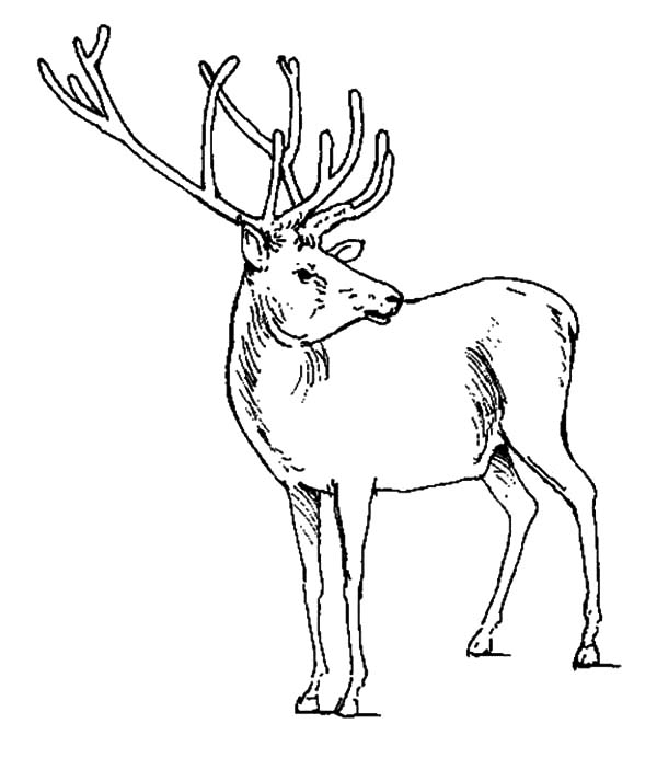 600x692 Elk Checking Situations Coloring Pages