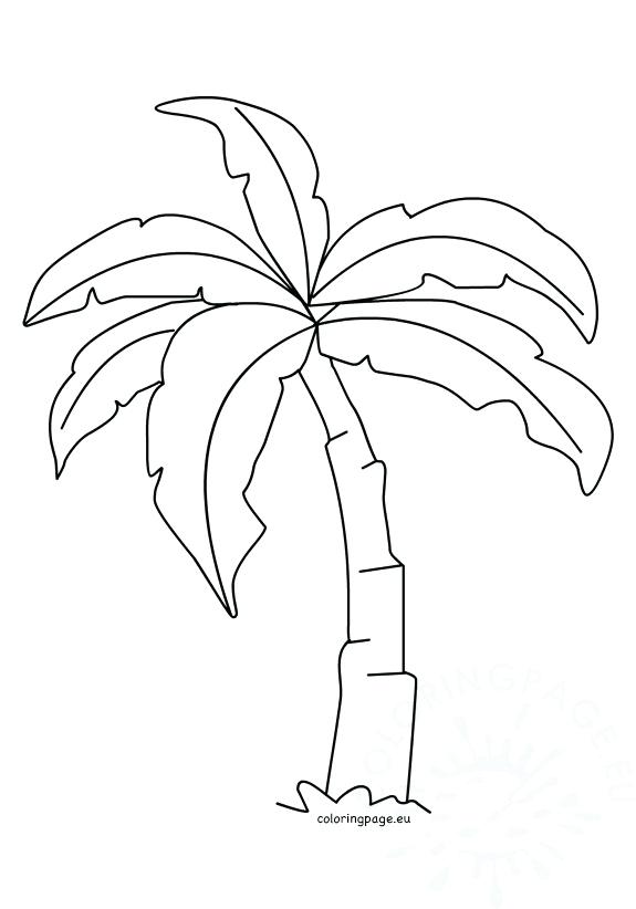 575x822 Palm Tree Coloring Page Tropical Palm Tree Template Sabal Palm