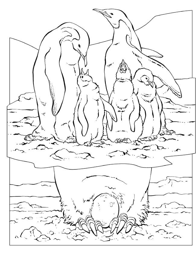 650x841 Family Emperor Penguin Coloring Page Malebog