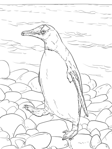 360x480 Gentoo Penguin Walks Coloring Page Happy Antarctica Day, 121