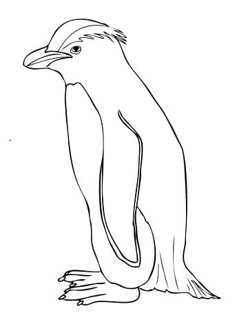 360x480 Penguin Side View Coloring Page Animal Best Penguin Side View