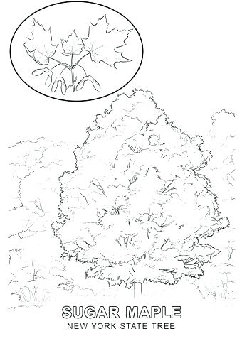 340x480 New York State Coloring Pages Jgheraghty.site