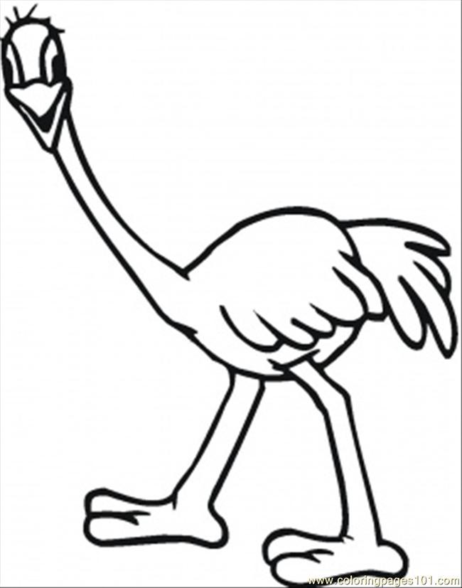 Emu Coloring Pages For Kids 650x827 Emu Coloring Pages For Kids