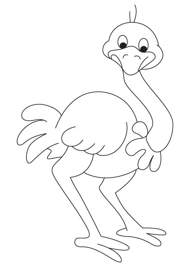 Ostrich Coloring Pages 613x860 Ostrich Coloring Pages