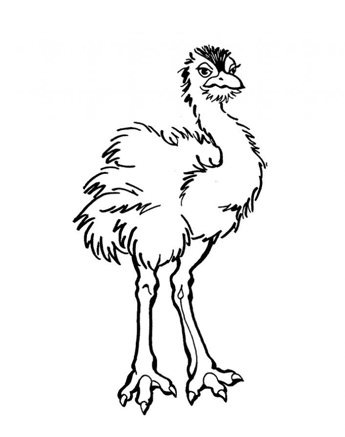 Emu Colouring In Sheets 706x895 Emu Colouring In Sheets