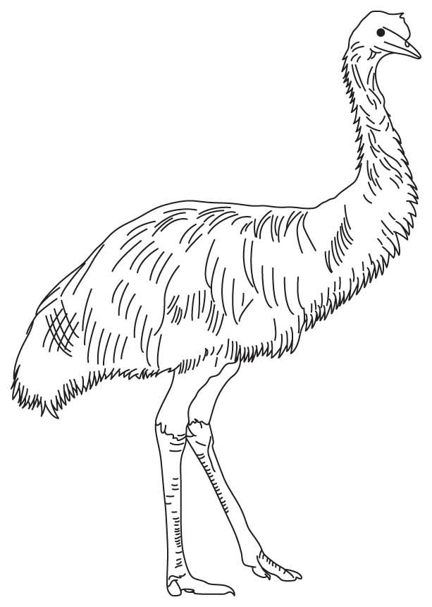 Soft Feathered Emu.jpg Outback Adventure 613x860 Soft Feathered Emu.jpg Outback Adventure