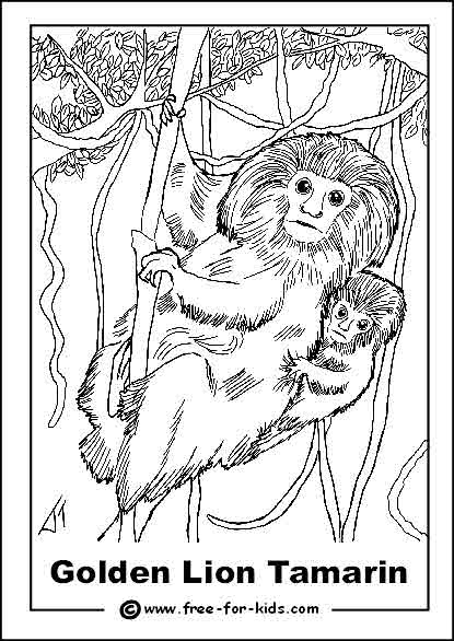 415x586 Endangered Animals Colouring Pages