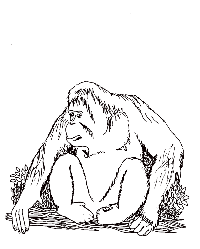 700x872 Orangutan Coloring Pages