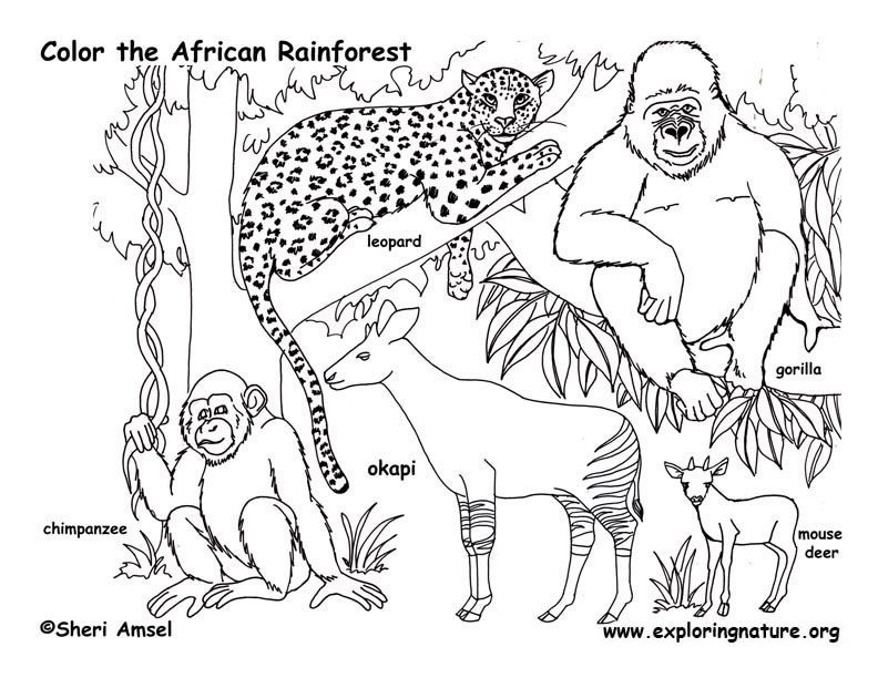 792x612 Rainforest Coloring Pages Best Of Rainforest Coloring Pages