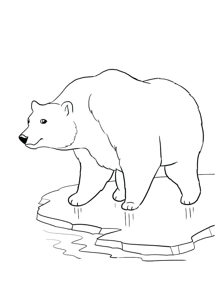 736x952 Coloring Pages Of Polar Bears Vanda