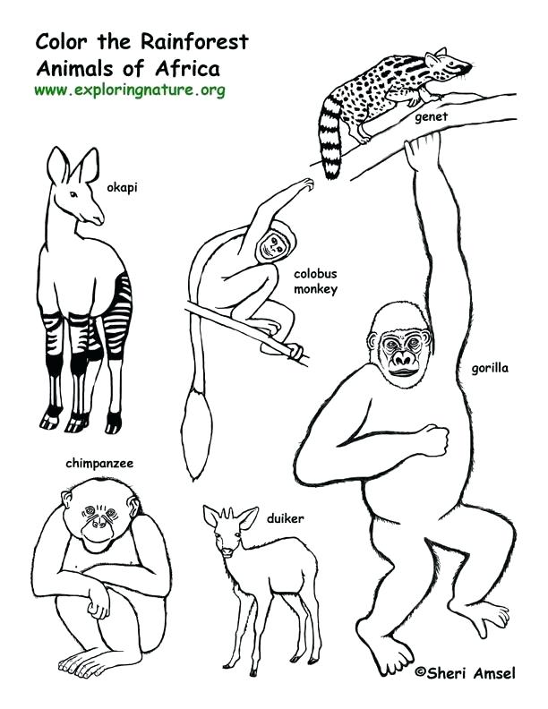 612x792 Endangered Species Coloring Pages Eagle Colouring Page Free