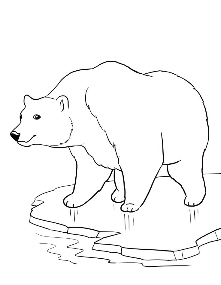 736x952 Endangered Species Coloring Pages Polar Bear Coloring Sheets