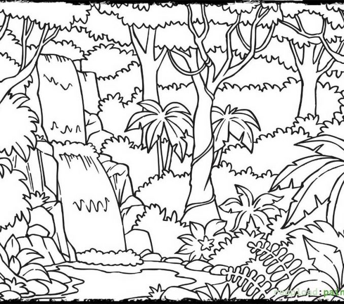 678x600 Printable Rainforest Coloring Pages Rainforest Coloring Pages